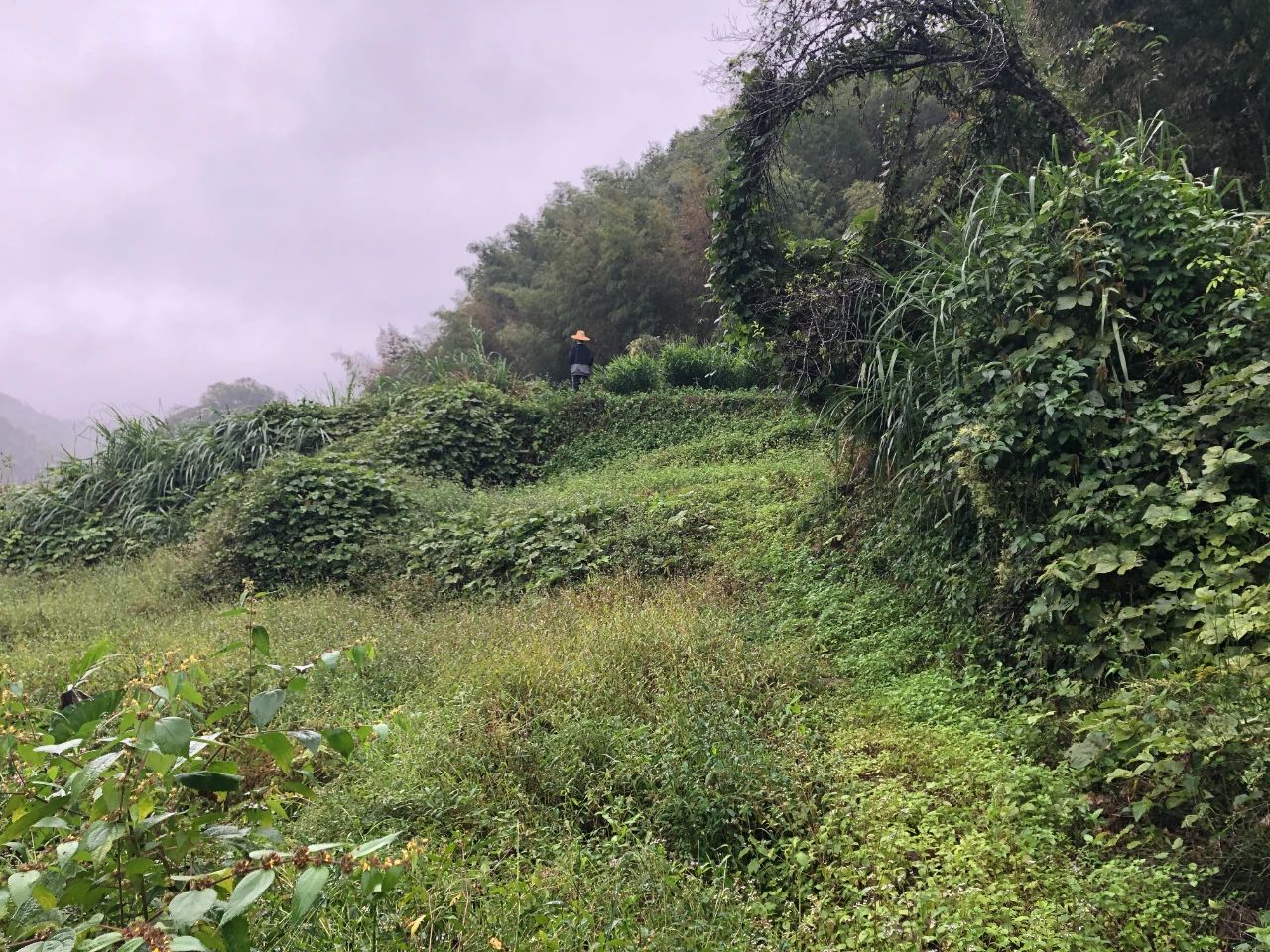 4008云顶集团规划 | 我司土地整治项目二次荣登央视，荒地变良田，智绘好丰景